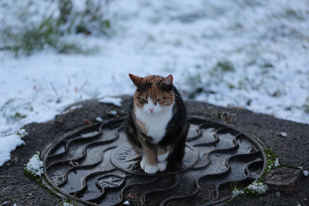 Covering a manhole cover with a container